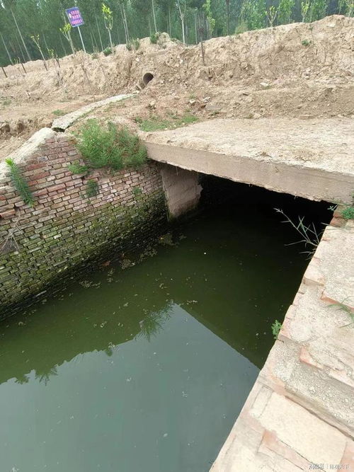 河北清河一渠 水污染严重 死鱼漂浮 垃圾遍布 生态危机待关注